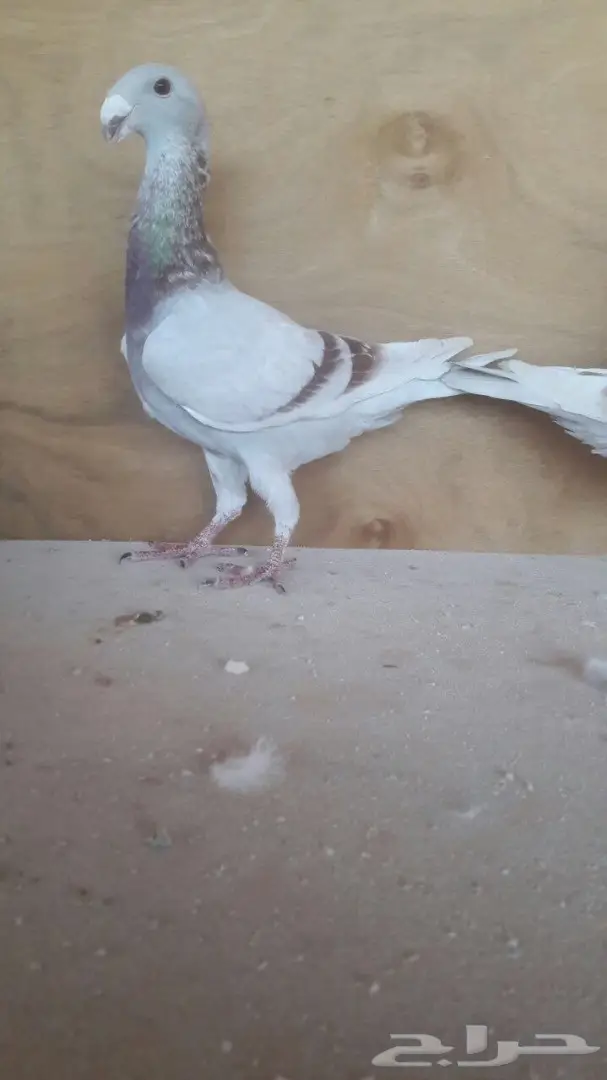 جوز هومر فاخر  (image 2)