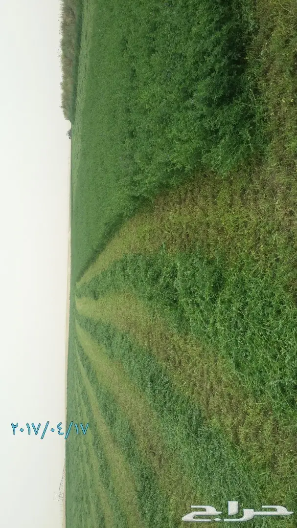 اللبيع برسم صافي 100 ف 100 من المزرعه 75 (image 3)