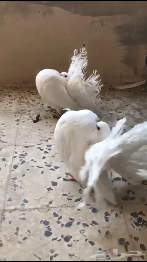 جوزين فانتيل .