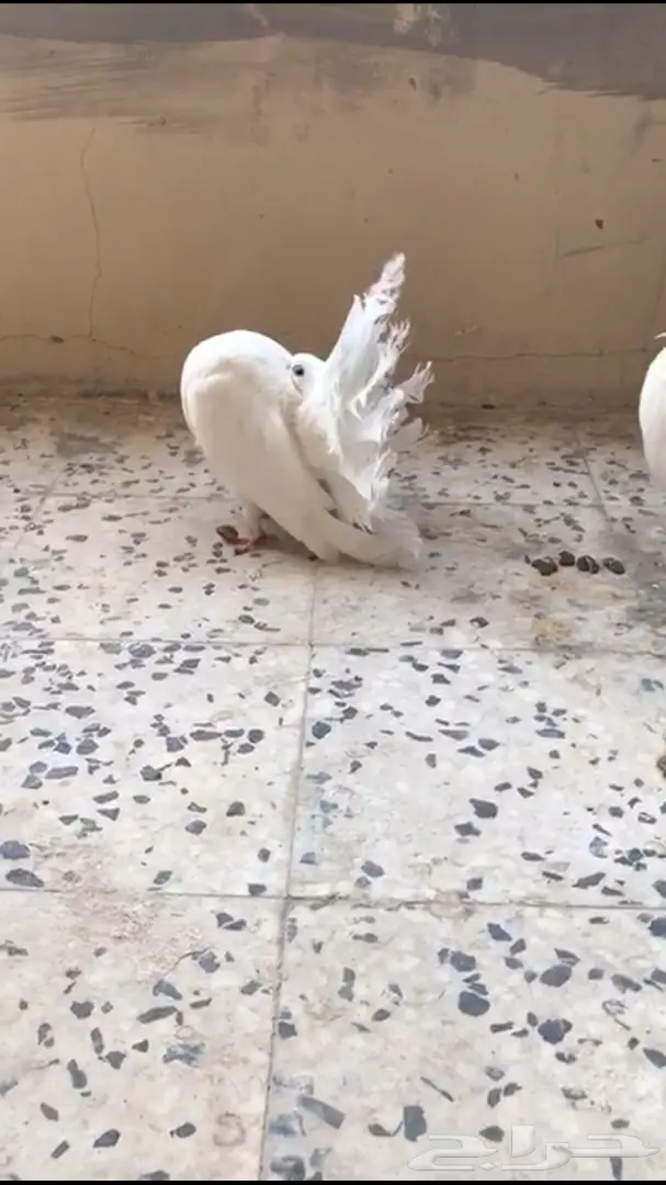 جوزين فانتيل . (image 1)