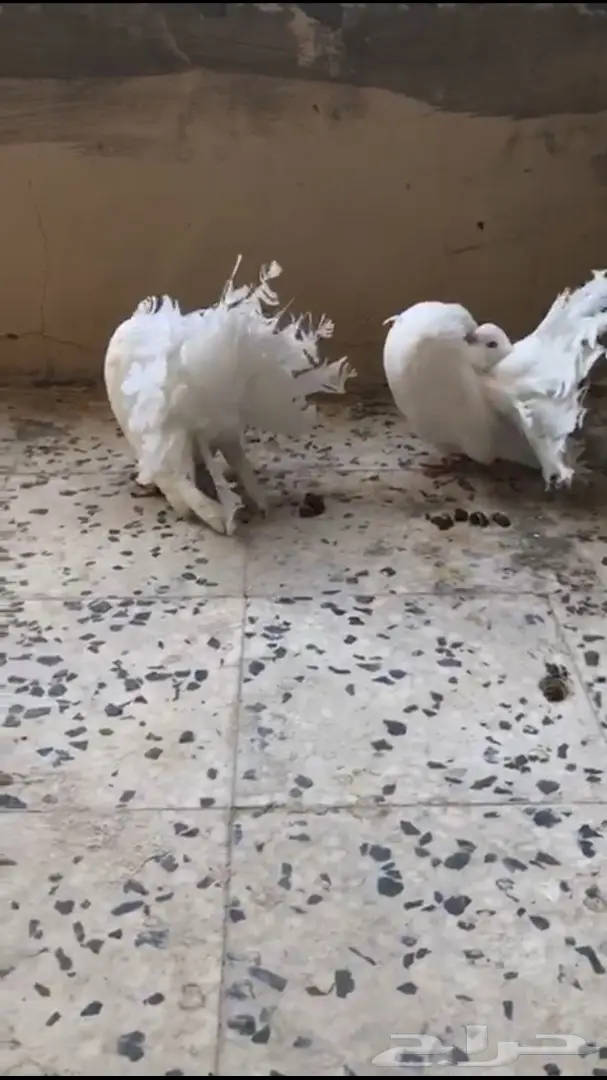 جوزين فانتيل . (image 2)