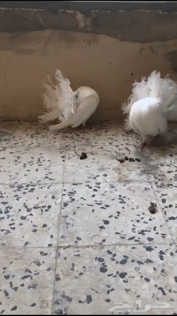 جوزين فانتيل . (image 3)