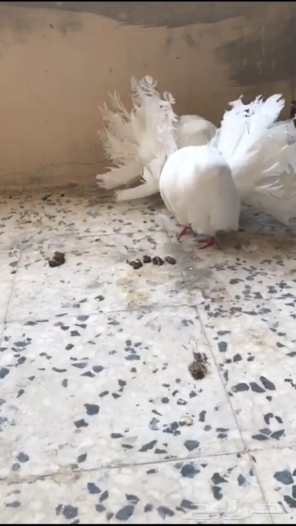 جوزين فانتيل . (image 4)