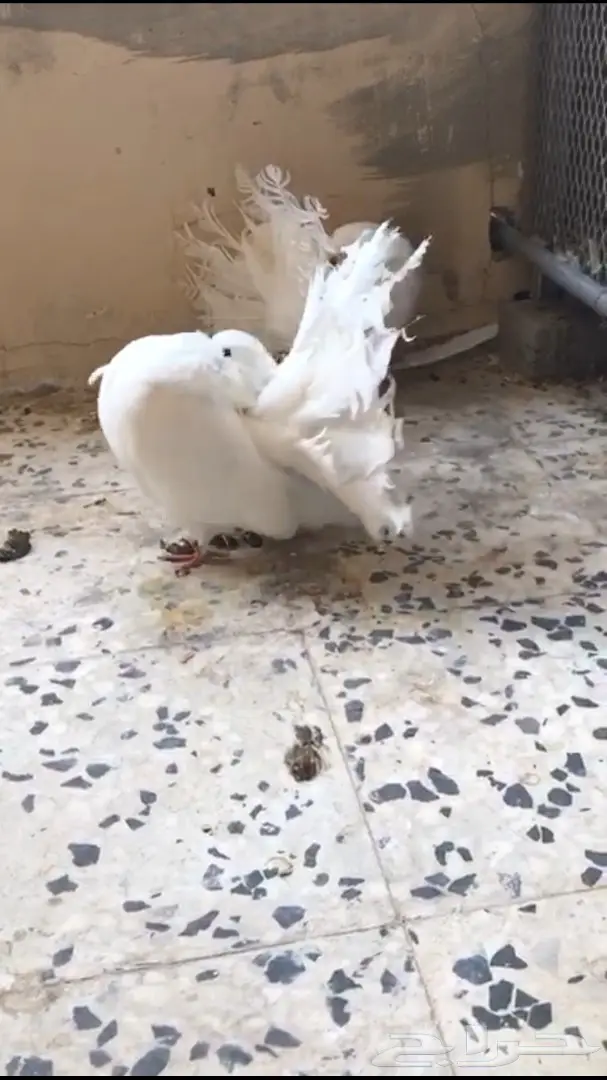 جوزين فانتيل . (image 5)