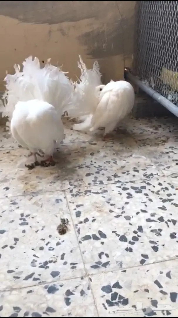 جوزين فانتيل . (image 6)