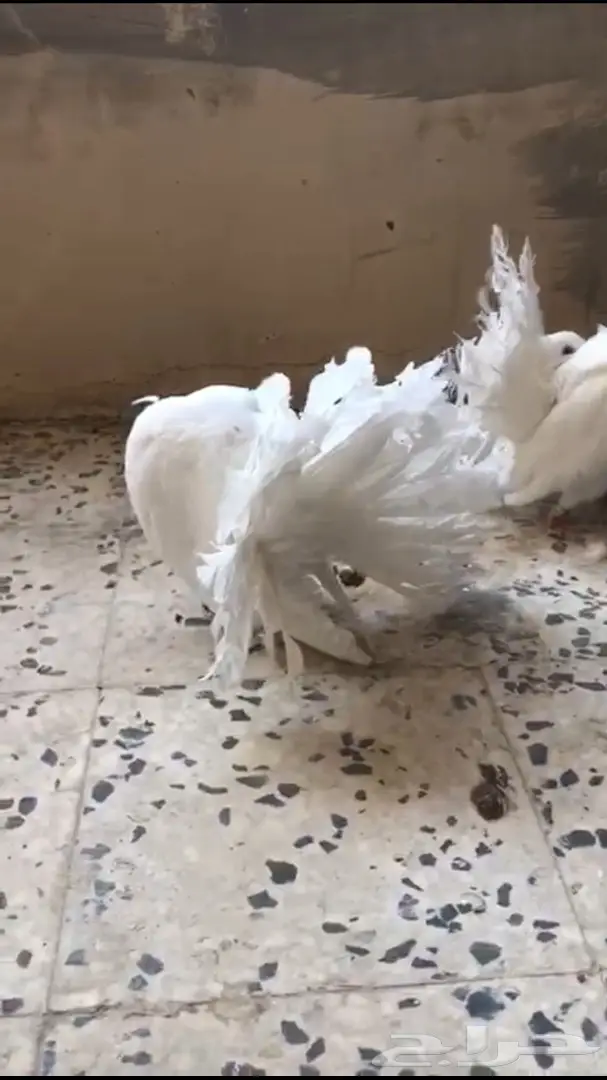 جوزين فانتيل . (image 7)