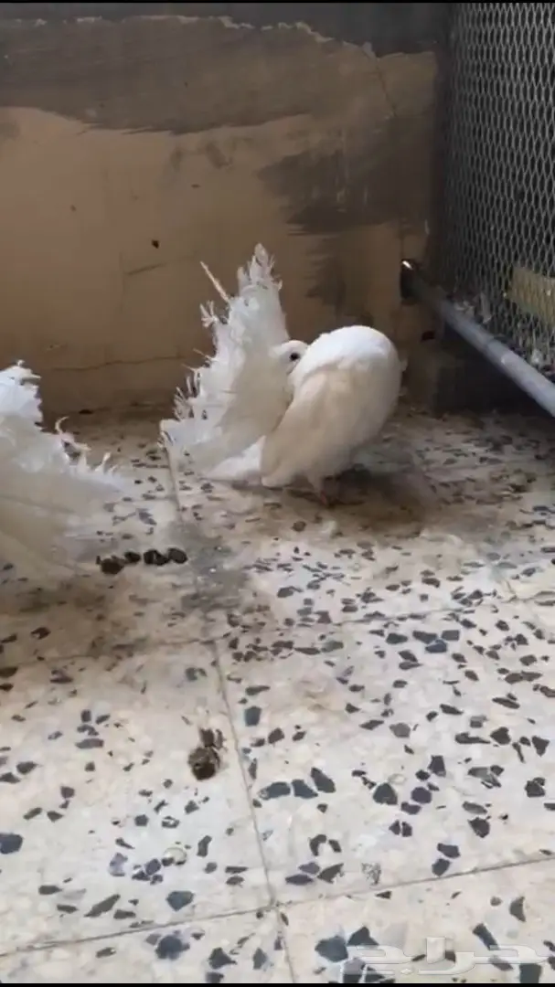 جوزين فانتيل . (image 8)