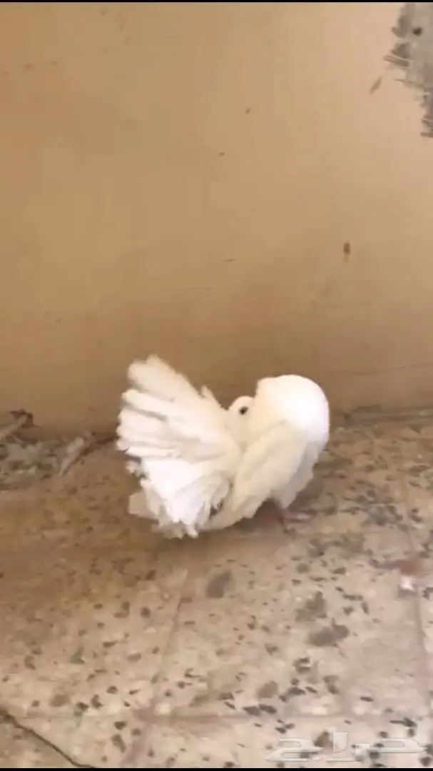 جوزين فانتيل . (image 9)