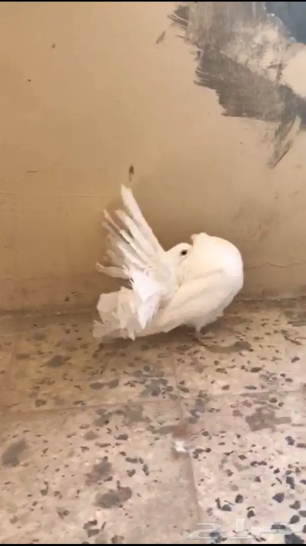 جوزين فانتيل . (image 10)