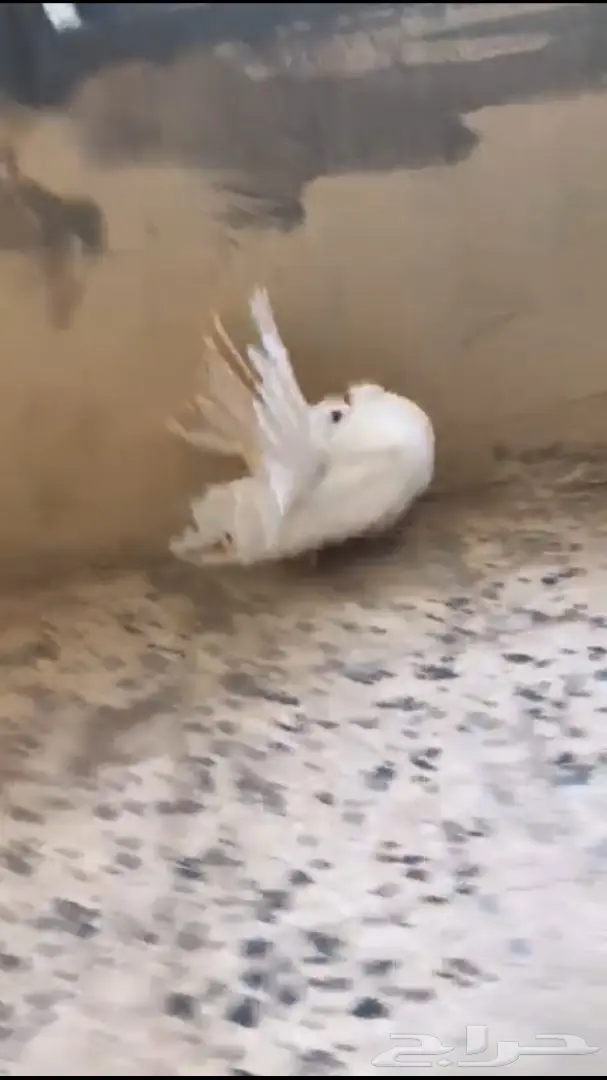 جوزين فانتيل . (image 11)