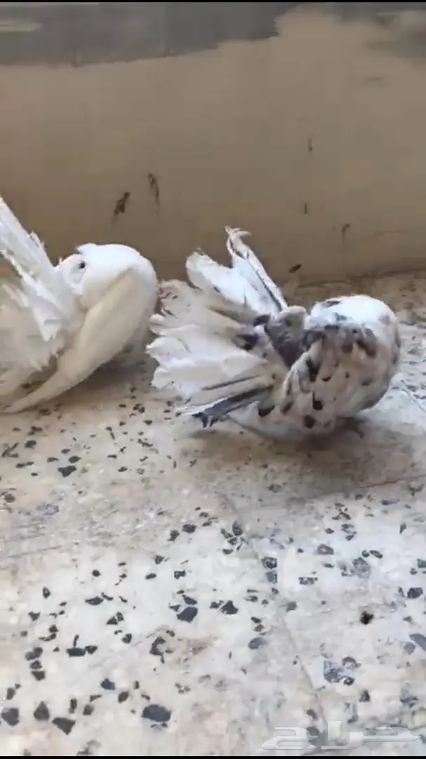 جوزين فانتيل . (image 12)