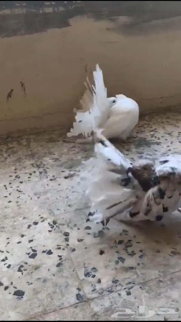 جوزين فانتيل . (image 13)