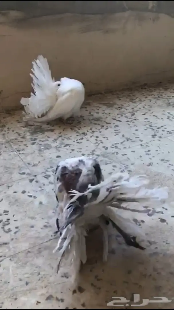 جوزين فانتيل . (image 14)