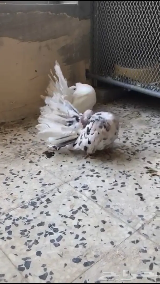 جوزين فانتيل . (image 15)