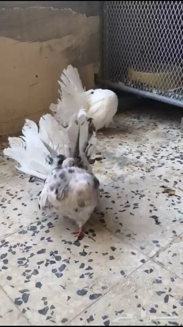 جوزين فانتيل . (image 16)