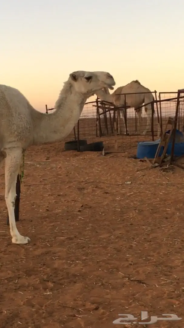 القحه وضحا كفووو (image 1)