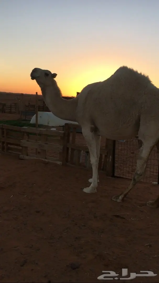 القحه وضحا كفووو (image 2)