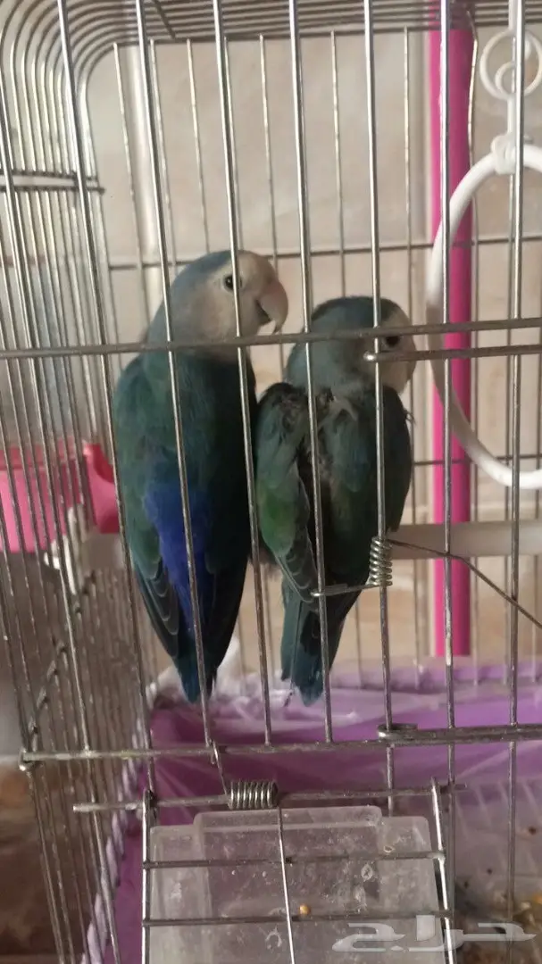 للبيع جوز روز 