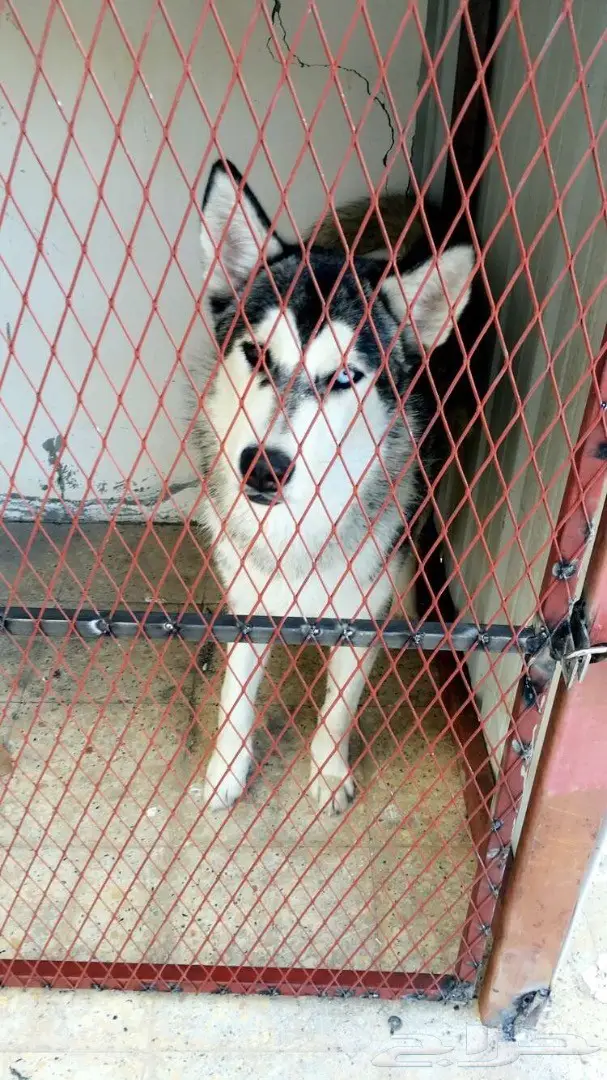 كلاب هاسكي للبيع  (image 3)