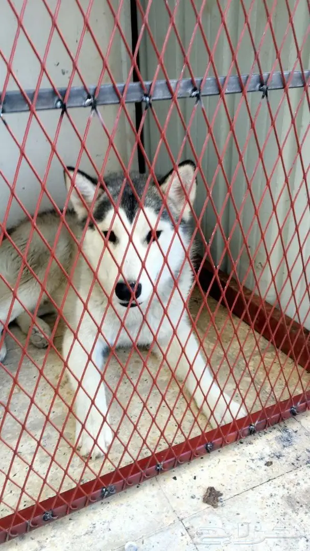 كلاب هاسكي للبيع  (image 4)