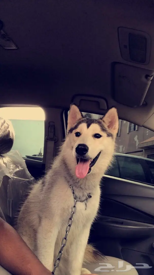 كلاب هاسكي للبيع  (image 6)