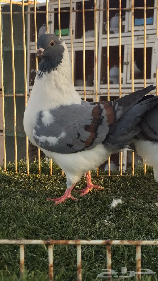 فرصة ذهبية: جوز كنق (مدني بارر) - تناور طبيعي ومثمر