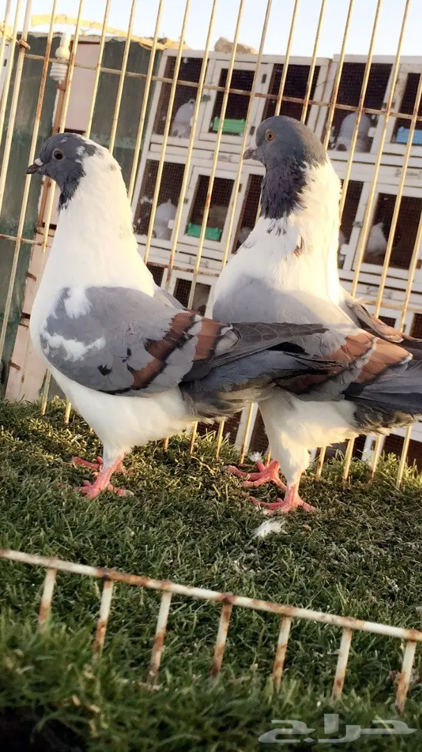 فرصة ذهبية: جوز كنق (مدني بارر) - تناور طبيعي ومثمر (image 1)