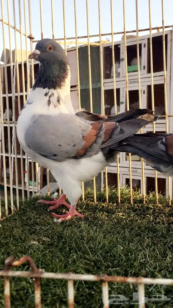 فرصة ذهبية: جوز كنق (مدني بارر) - تناور طبيعي ومثمر (image 3)