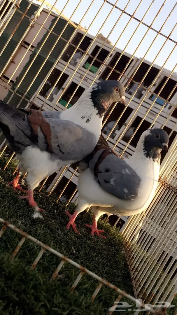 فرصة ذهبية: جوز كنق (مدني بارر) - تناور طبيعي ومثمر (image 4)