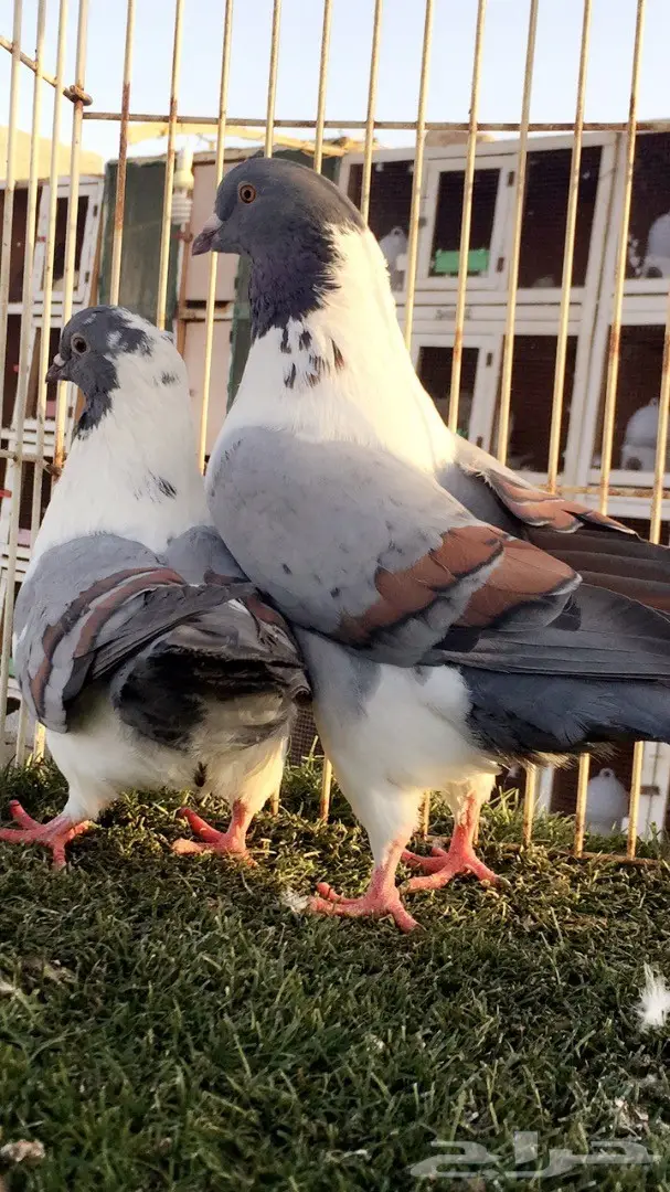 فرصة ذهبية: جوز كنق (مدني بارر) - تناور طبيعي ومثمر (image 5)