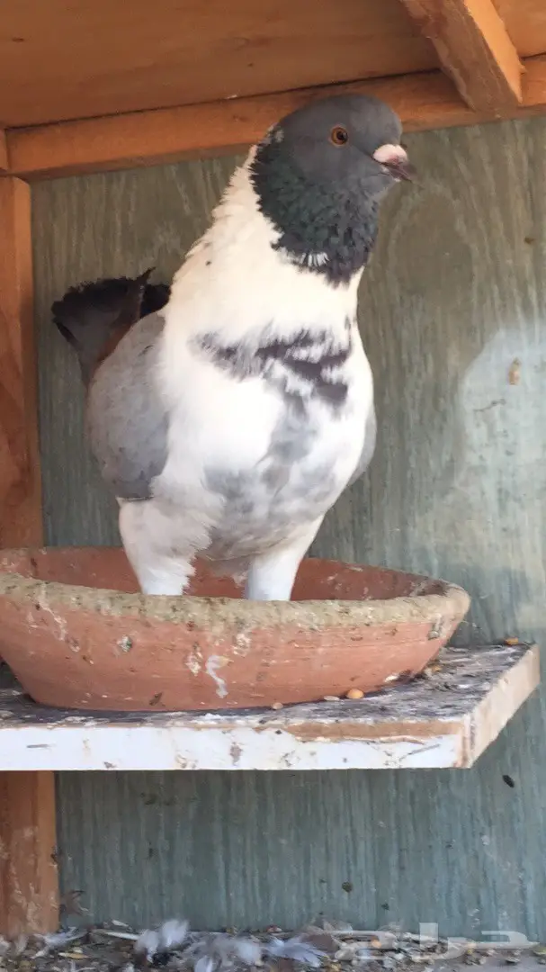 فرصة ذهبية: جوز كنق (مدني بارر) - تناور طبيعي ومثمر (image 7)