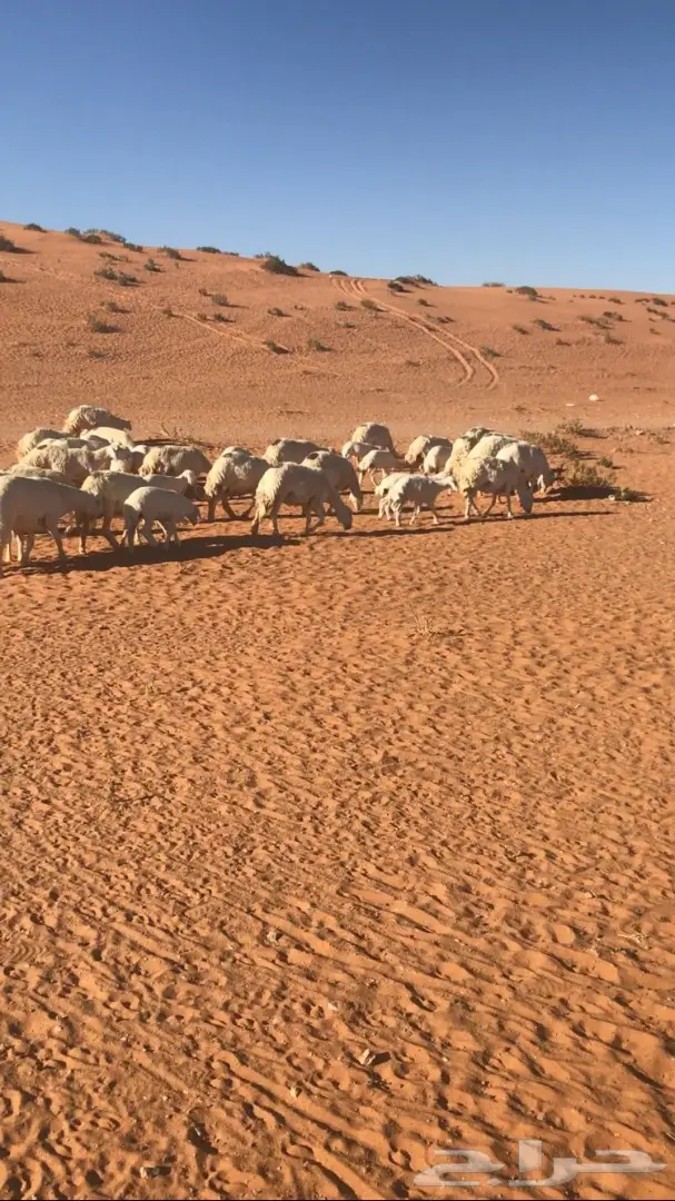 للبيع غنم حريه كفو