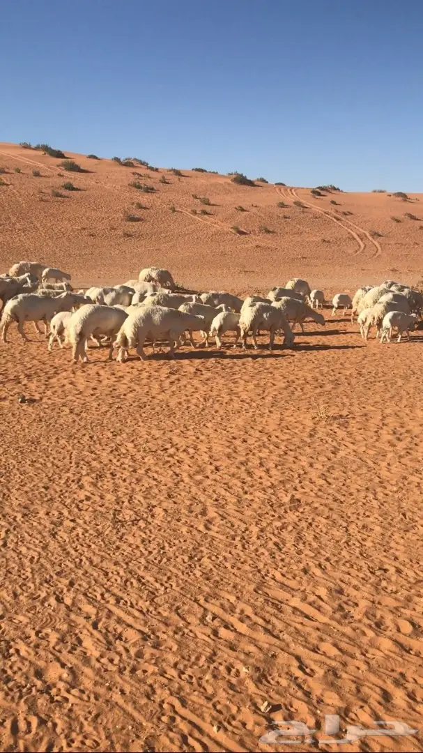 للبيع غنم حريه كفو (image 1)