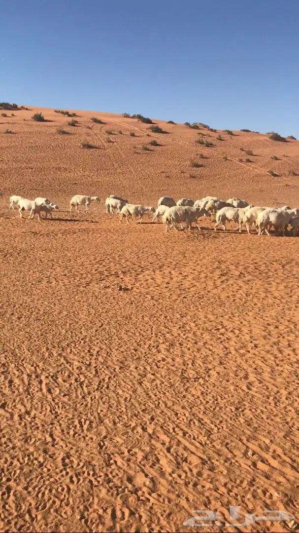 للبيع غنم حريه كفو (image 2)