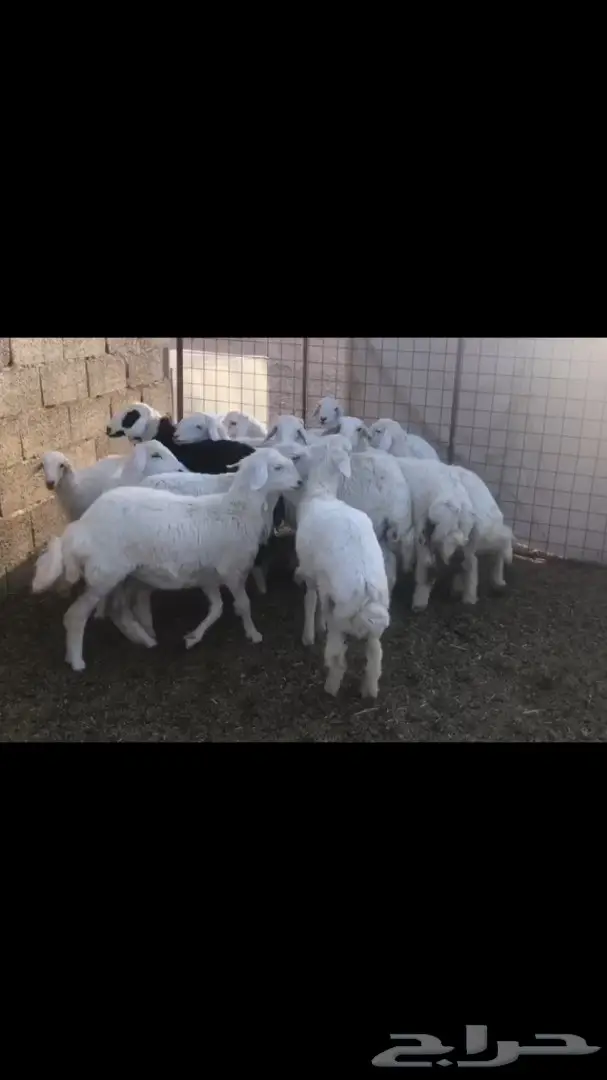 طليان حريات