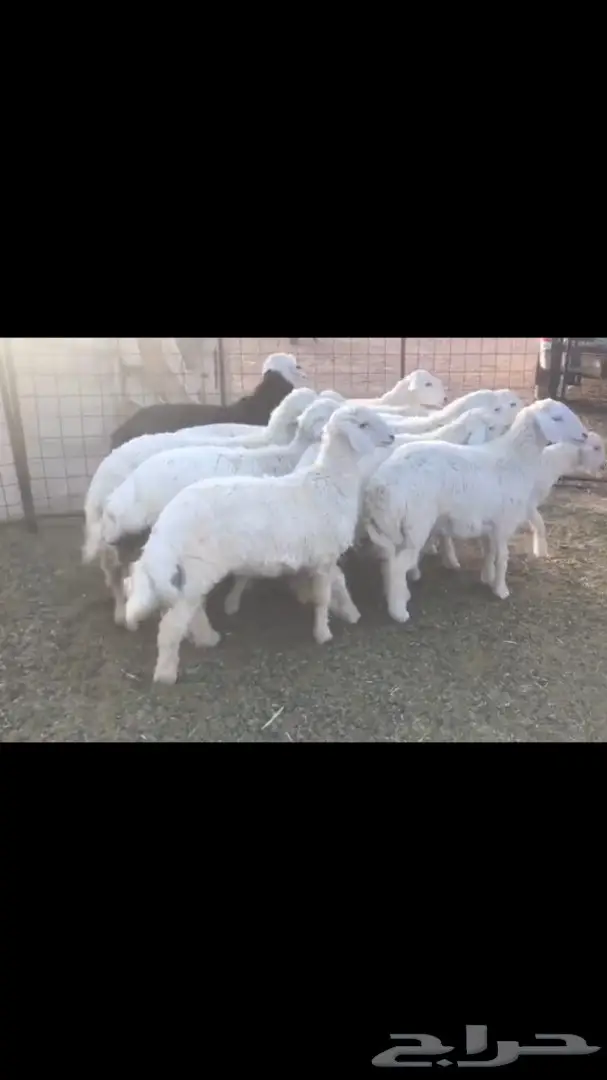 طليان حريات (image 1)