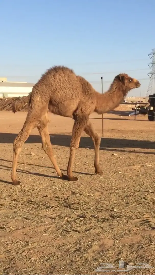 للبيع حاشي ثلاجة (image 3)