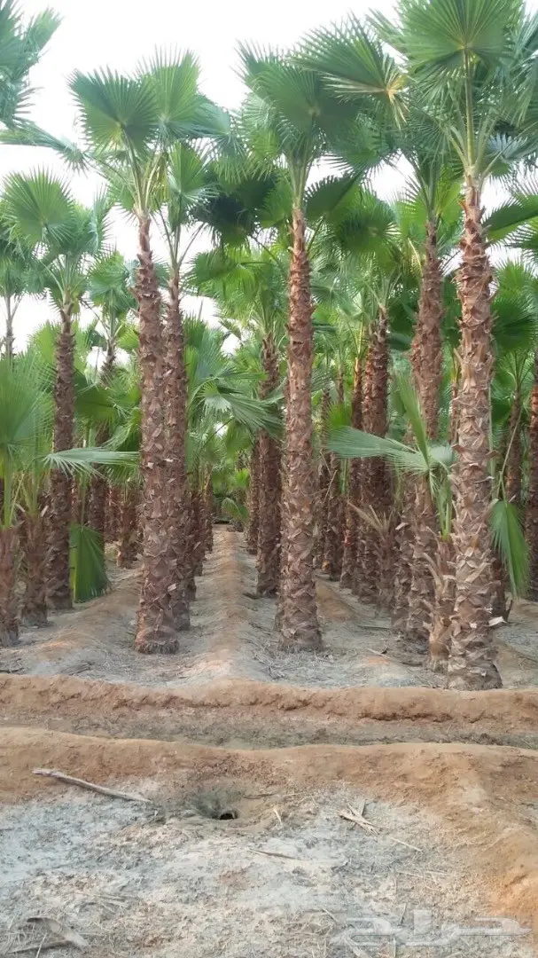 نخيل للبيع  (image 11)