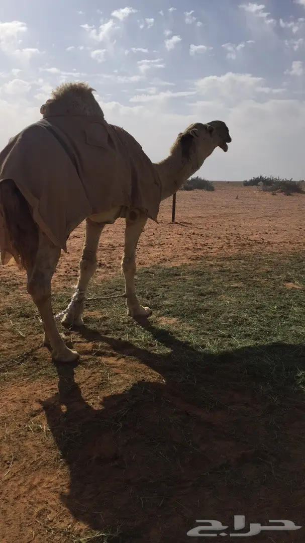 ناقه وضحا طيبه  (image 3)