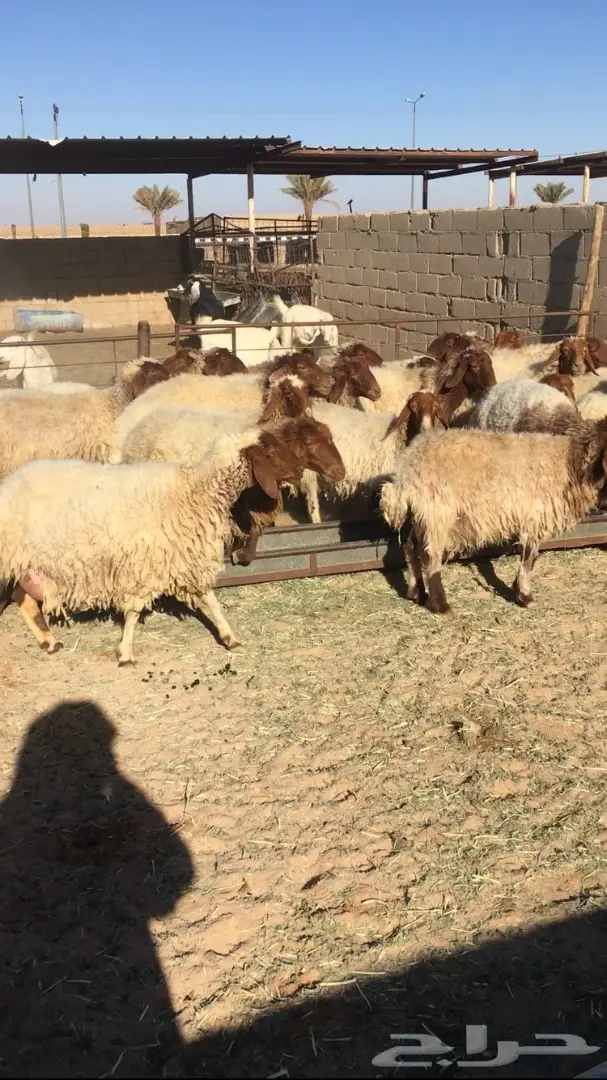 بيع نعام نعيمي ممتاز - القصيم (دخنة) (image 1)