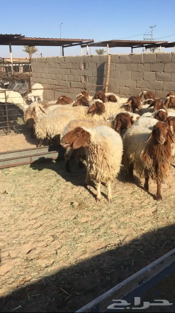 بيع نعام نعيمي ممتاز - القصيم (دخنة) (image 2)