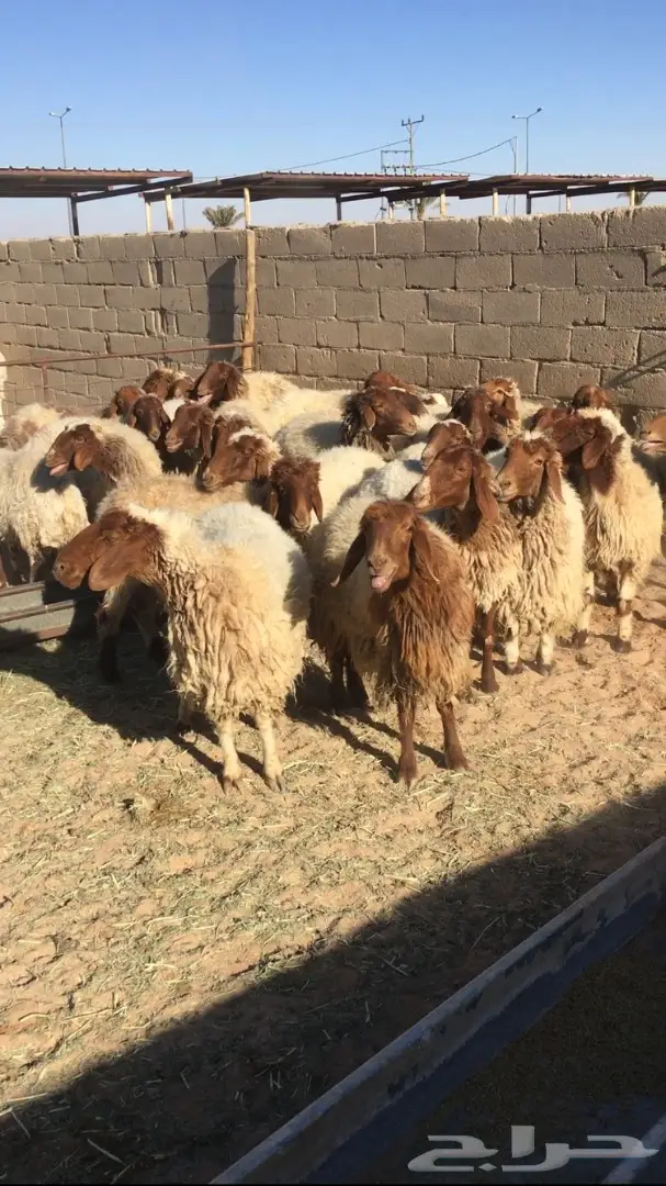 بيع نعام نعيمي ممتاز - القصيم (دخنة) (image 3)