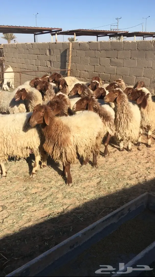 بيع نعام نعيمي ممتاز - القصيم (دخنة) (image 4)