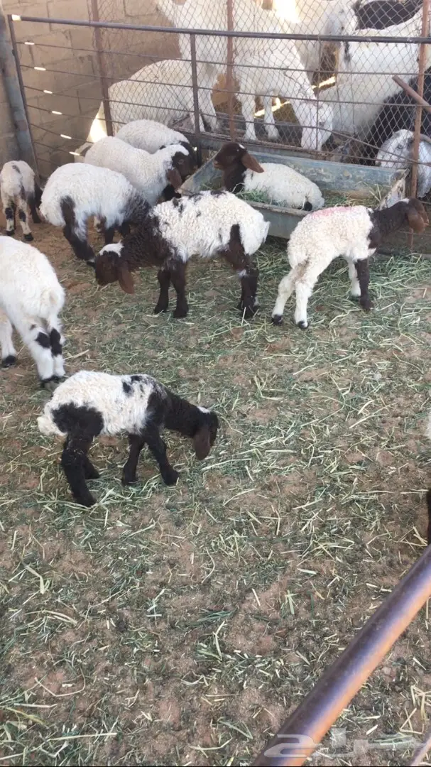 بيع نعام نعيمي ممتاز - القصيم (دخنة) (image 7)