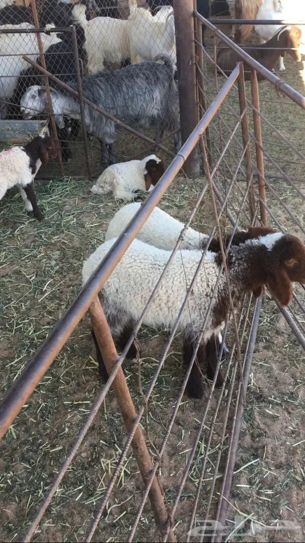 بيع نعام نعيمي ممتاز - القصيم (دخنة) (image 8)