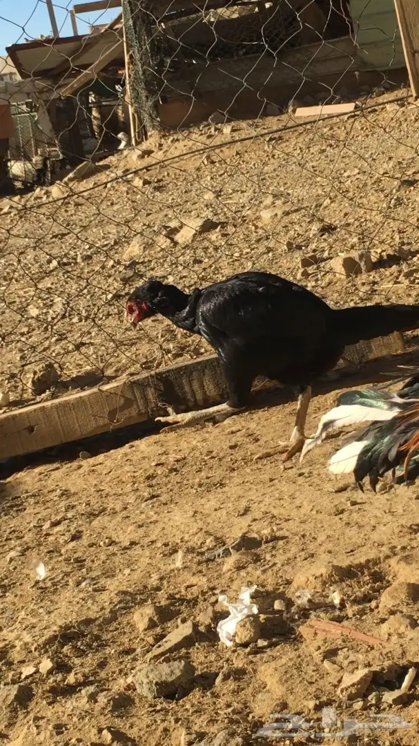 زوج باكستاني