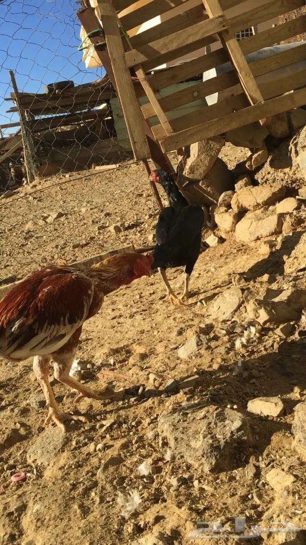 زوج باكستاني (image 1)