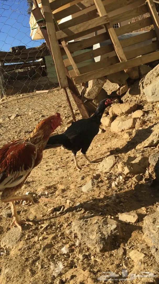 زوج باكستاني (image 2)