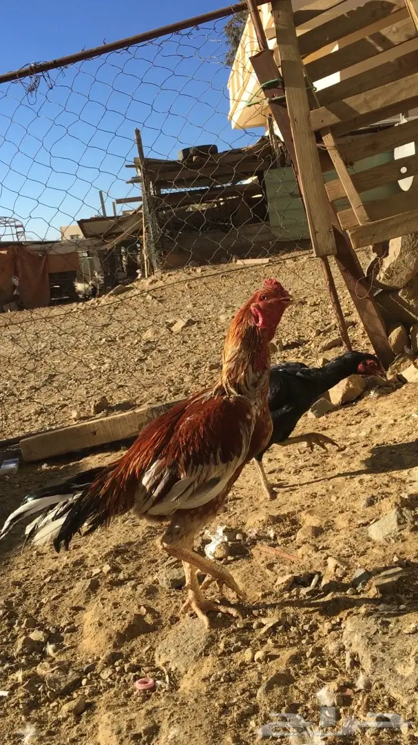 زوج باكستاني (image 3)