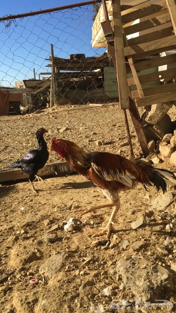 زوج باكستاني (image 4)